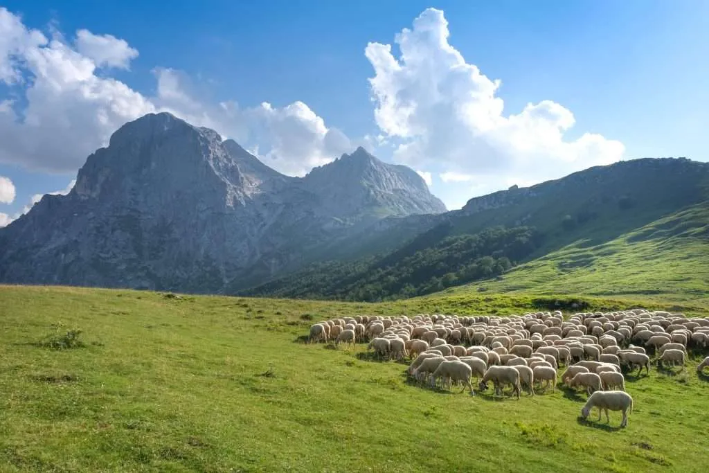 suivi-troupeau-moutons-montagne