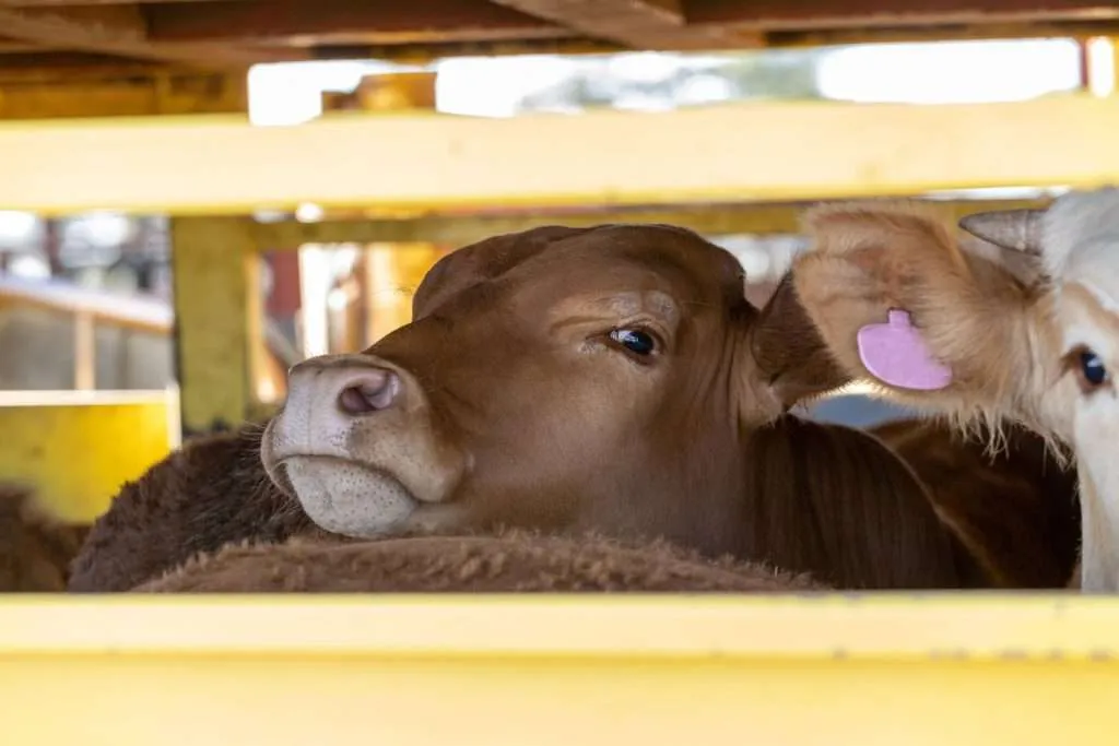 transport animaux vaches